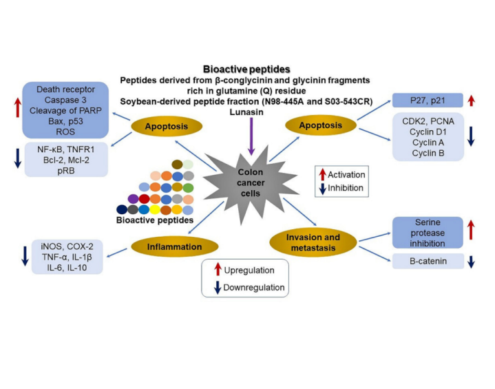 Beneficial Effects of Soybean-Derived Bioactive Peptides