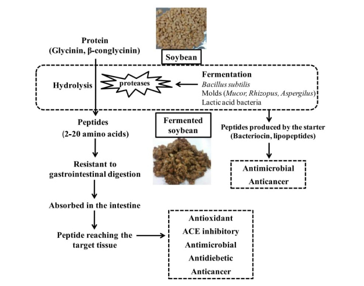 Production of bioactive peptides during soybean fermentation and their potential health benefits