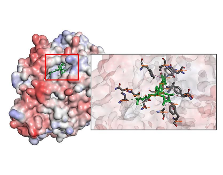 Identifikasi Peptida Bioaktif dari Protein Kedelai sebagai Inhibitor  Enzim -glukosidase untuk Kandidat Antidiabetes