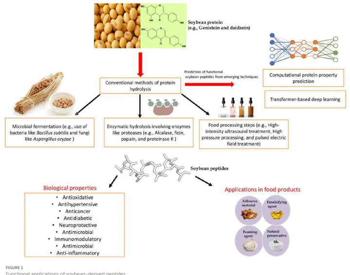 Recent advances in exploring and exploiting soybean functional peptides