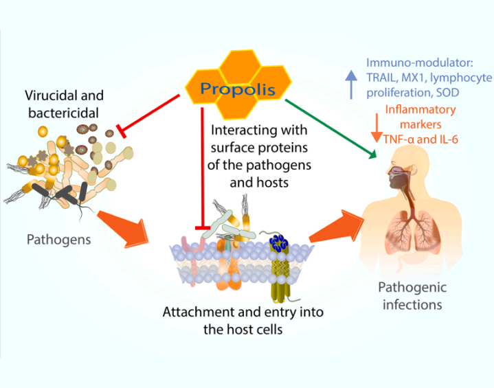 The Potential Use of Propolis as a Primary or an Adjunctive Therapy in Respiratory Tract-Related Diseases and Disorders A Systematic Scoping Review