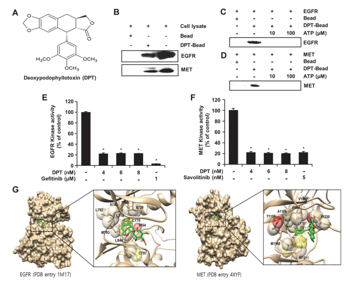 Deoxypodophyllotoxin Inhibits Cell Growth  and Induces Apoptosis by Blocking EGFR  and MET in Gefitinib-Resistant Non-Small  Cell Lung Cancer