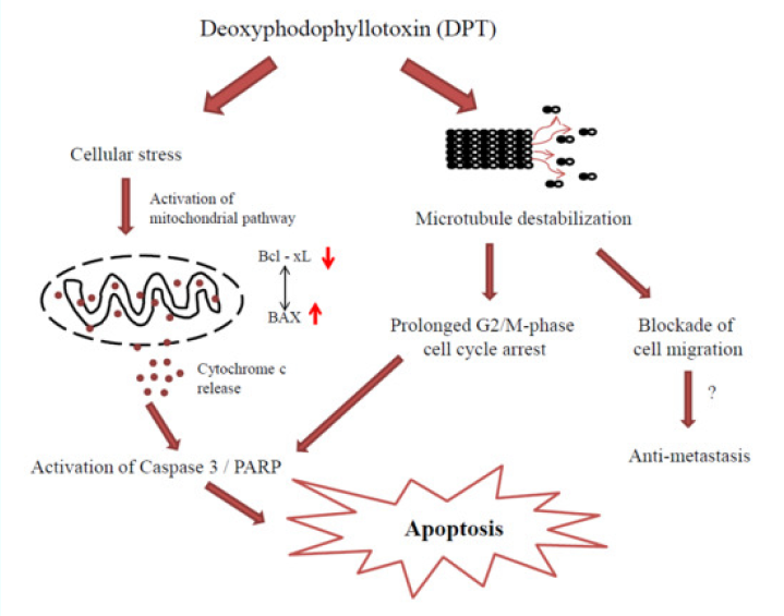 Deoxypodophyllotoxin Exerts Anti-Cancer Effects on Colorectal Cancer Cells Through Induction of Apoptosis and Suppression of Tumorigenesis